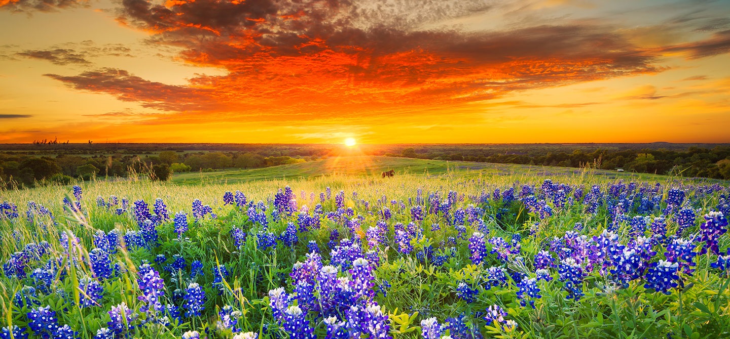 Where to Live in Texas Top 10 Greenest Neighborhoods Movoto